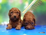 Resmi̇ Üreti̇ci̇den Red Toy Poodle Yavrular