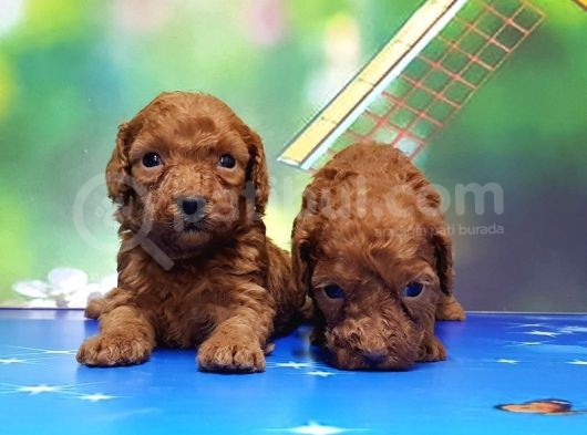 Resmi̇ Üreti̇ci̇den Red Toy Poodle Yavrular görsel