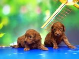 Resmi̇ Üreti̇ci̇den Red Toy Poodle Yavrular