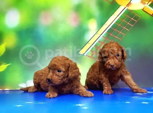 Resmi̇ Üreti̇ci̇den Red Toy Poodle Yavrular görsel