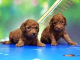 Resmi̇ Üreti̇ci̇den Red Toy Poodle Yavrular