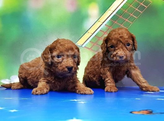 Resmi̇ Üreti̇ci̇den Red Toy Poodle Yavrular görsel