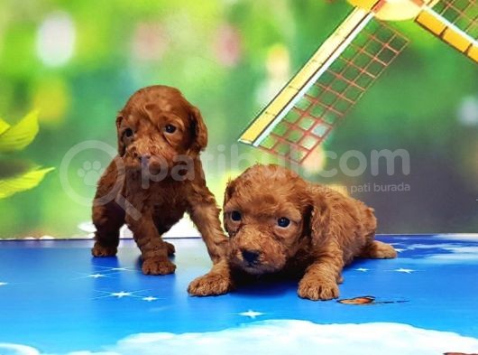 Resmi̇ Üreti̇ci̇den Red Toy Poodle Yavrular görsel