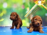 Resmi̇ Üreti̇ci̇den Red Toy Poodle Yavrular