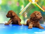Resmi̇ Üreti̇ci̇den Red Toy Poodle Yavrular