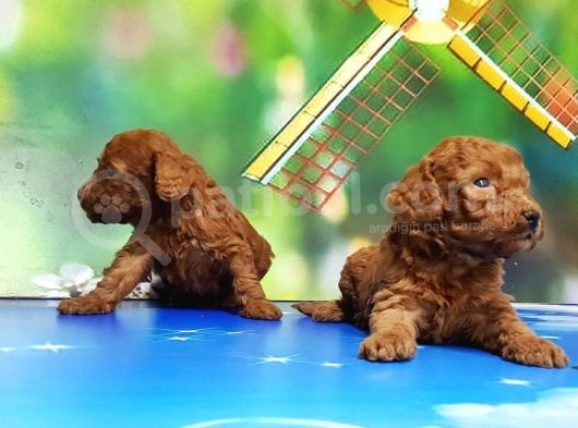 Resmi̇ Üreti̇ci̇den Red Toy Poodle Yavrular görsel