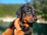 Anne Baba Secereli Son Dobermann Yavrularımız
