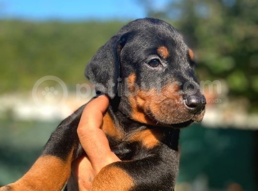 Anne Baba Secereli Son Dobermann Yavrularımız