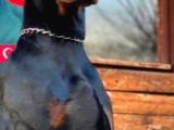 Anne Baba Secereli Son Dobermann Yavrularımız