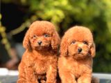 Safkan Toy Poodle Yavrular