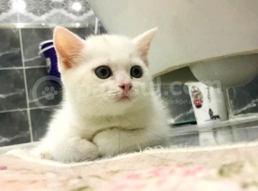 Uygun Fiyatlı Sahiplendirme görsel