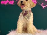 2-2,5 Kg Geçmeyecek Eğitimli Toy Poodle Yavru