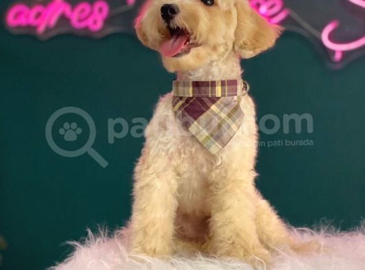 2-2,5 Kg Geçmeyecek Eğitimli Toy Poodle Yavru görsel