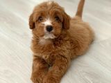 Red Particolour Orjinal Maltipoo Yavrumuz