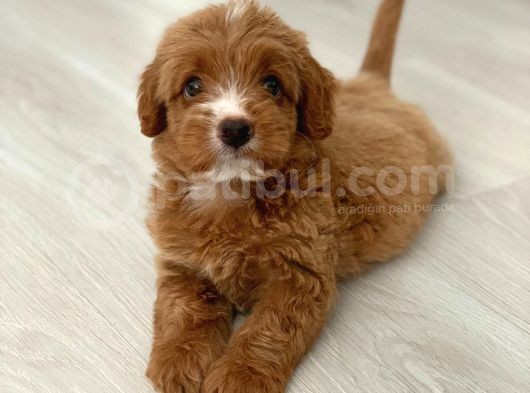 Red Particolour Orjinal Maltipoo Yavrumuz görsel