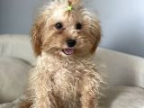 1,5 Kg Eğitimli 5 Aylık Dişi Toy Poodle