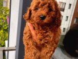 3 Aylık 1 Kg Redbrown Toypoodle Dişi