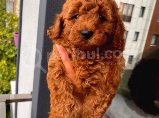 3 Aylık 1 Kg Redbrown Toypoodle Dişi görsel