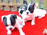 Erkek Ve Di̇şi̇ French Bulldog Yavrularimiz İzmi̇r