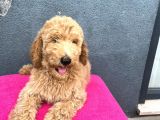 Labradoodle Red Ve Red Brown Terapi Köpekleri