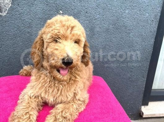 Labradoodle Red Ve Red Brown Terapi Köpekleri görsel