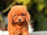 Safkan Toy Poodle Yavrular