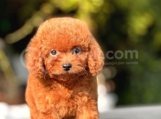 Safkan Toy Poodle Yavrular görsel