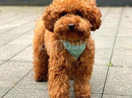 Red Brown Toy Poodle Yavrularımız görsel
