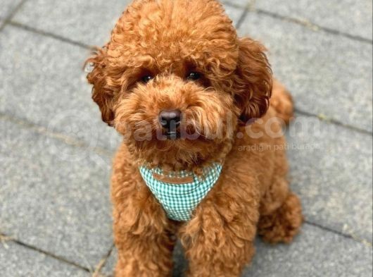 Red Brown Toy Poodle Yavrularımız