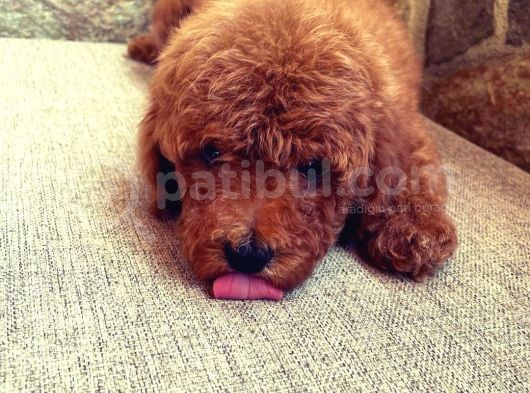 A Kalite Orjinal Red Toy Poodle Yavrularimiz görsel