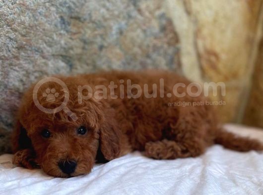 A Kalite Orjinal Red Toy Poodle Yavrularimiz görsel