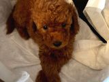 A Kalite Orjinal Red Toy Poodle Yavrularimiz
