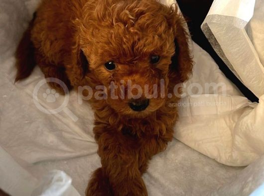 A Kalite Orjinal Red Toy Poodle Yavrularimiz görsel