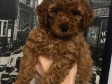 A Kalite Orjinal Red Toy Poodle Yavrularimiz