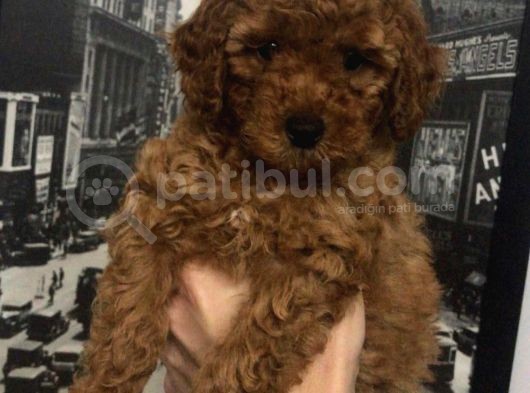 A Kalite Orjinal Red Toy Poodle Yavrularimiz