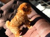 Muhteşem Güzelli̇kteki̇ Orjinal Toy Poodle Yavrulari̇mi̇z