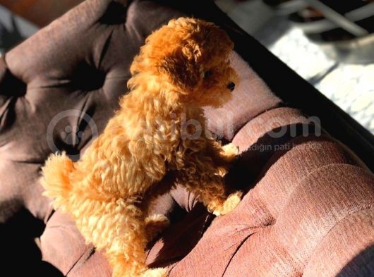 Muhteşem Güzelli̇kteki̇ Orjinal Toy Poodle Yavrulari̇mi̇z görsel