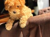 Muhteşem Güzelli̇kteki̇ Orjinal Toy Poodle Yavrulari̇mi̇z