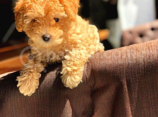 Muhteşem Güzelli̇kteki̇ Orjinal Toy Poodle Yavrulari̇mi̇z görsel