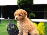 Muhteşem Güzelli̇kteki̇ Orjinal Toy Poodle Yavrulari̇mi̇z