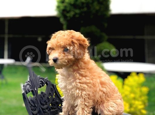 Muhteşem Güzelli̇kteki̇ Orjinal Toy Poodle Yavrulari̇mi̇z