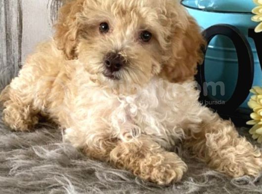 Saglik Ve Irk Garanti̇li̇ Toy Poodle Yavrularimiz görsel