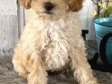 Saglik Ve Irk Garanti̇li̇ Toy Poodle Yavrularimiz