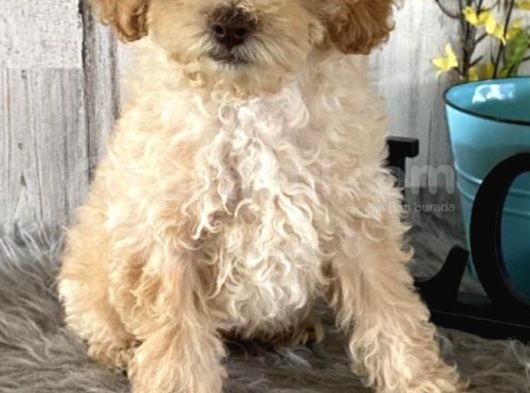 Saglik Ve Irk Garanti̇li̇ Toy Poodle Yavrularimiz görsel