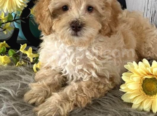 Saglik Ve Irk Garanti̇li̇ Toy Poodle Yavrularimiz