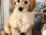 Muhteşem Güzelli̇kteki̇ Orjinal Toy Poodle Yavrulari̇mi̇z