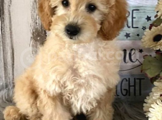 Muhteşem Güzelli̇kteki̇ Orjinal Toy Poodle Yavrulari̇mi̇z görsel