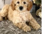 Muhteşem Güzelli̇kteki̇ Orjinal Toy Poodle Yavrulari̇mi̇z