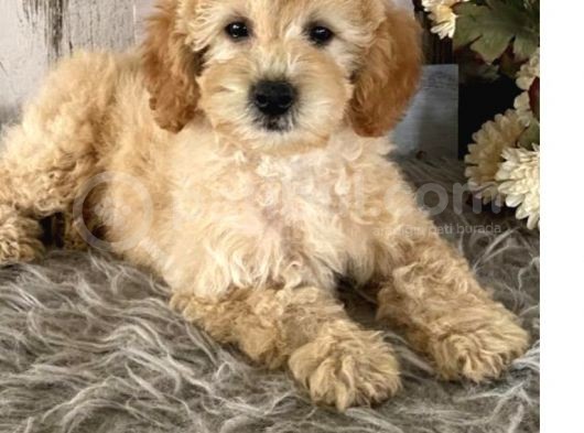 Muhteşem Güzelli̇kteki̇ Orjinal Toy Poodle Yavrulari̇mi̇z