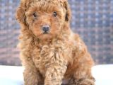 Tartişilmaz Kali̇tedeki̇ Efsane Toy Poodle Oğlumuz